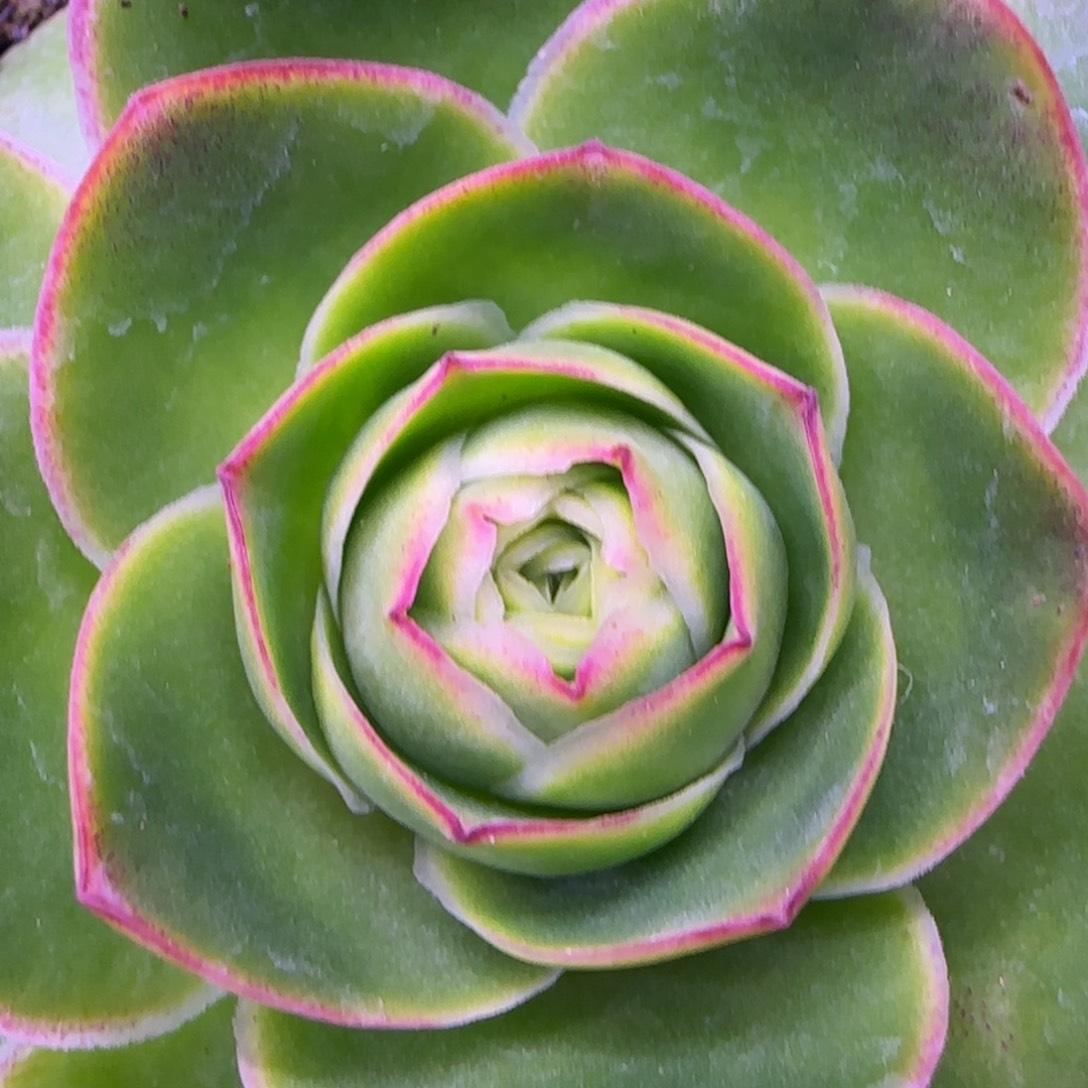 7厘米玫瑰红粉色121434243