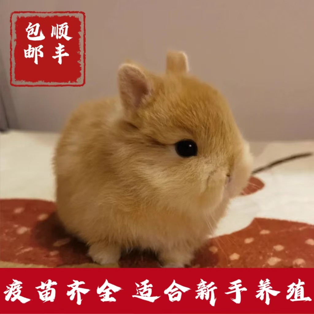（肖遥萌宠）精选高品双血侏儒兔，直播挑选顺丰包邮包活包售后