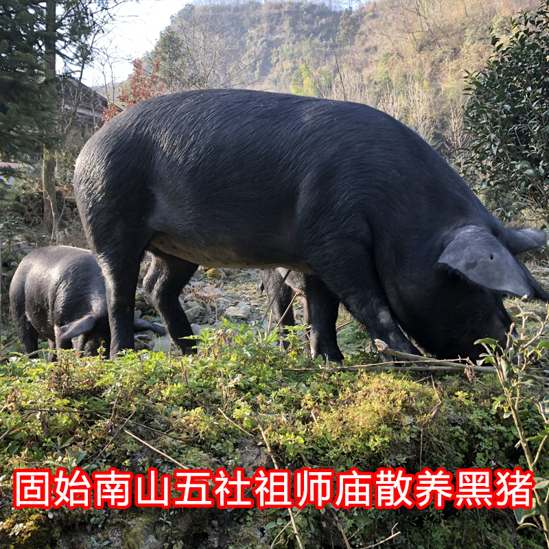 （现称一物一拍）固始南山五社土黑猪（冰鲜产品不支持拦截退回）