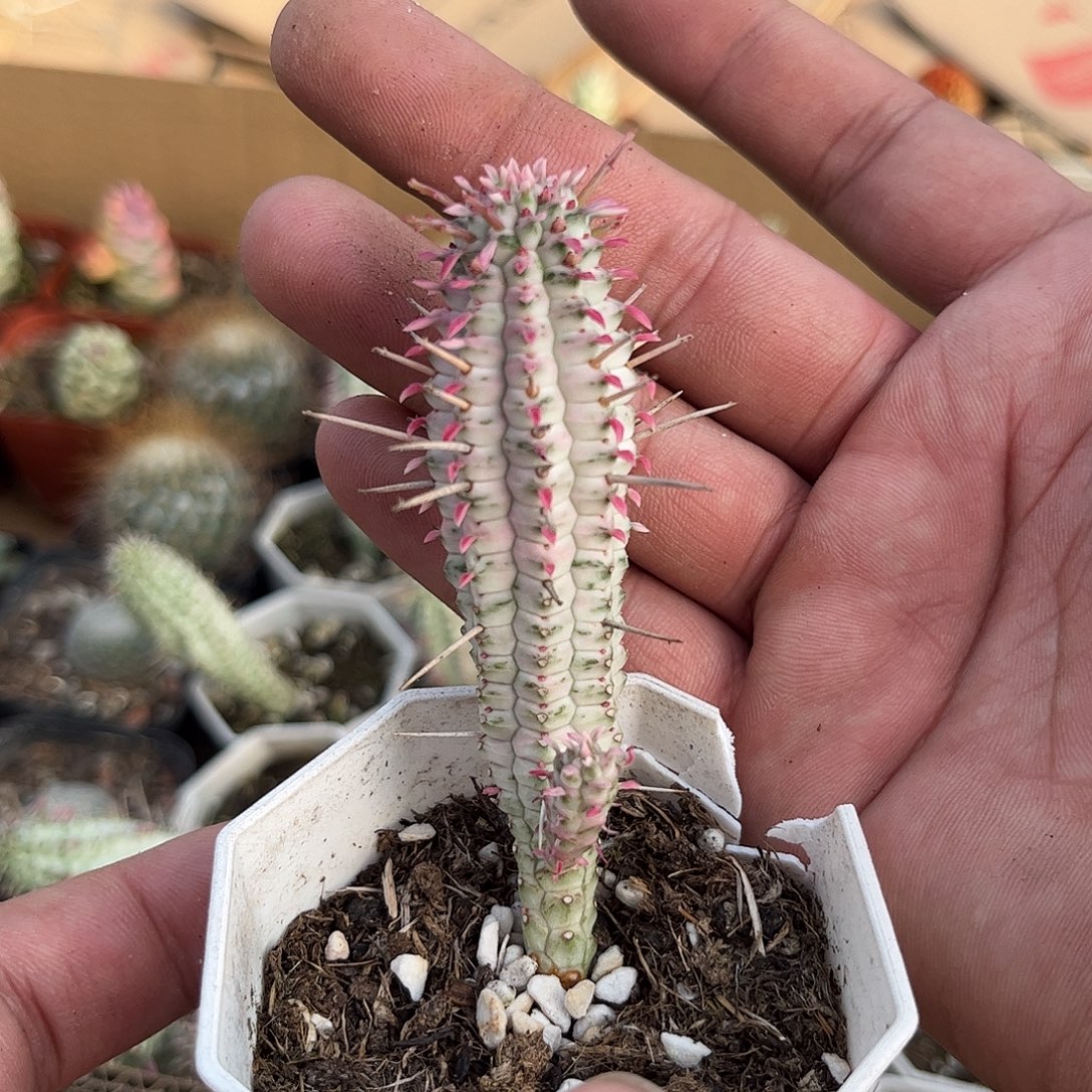 111050一物一拍单头白桦麒麟单头发