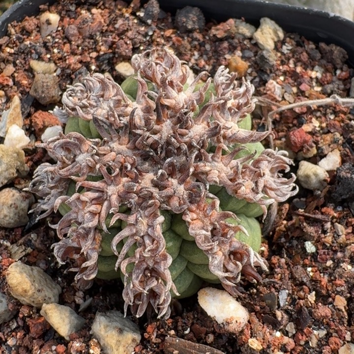 猫爪自根根细稳定