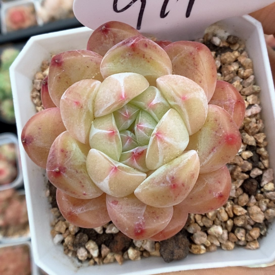 玄机可拍911号。 