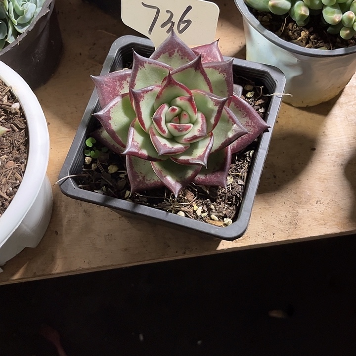 糖***蛋0000000000000000736