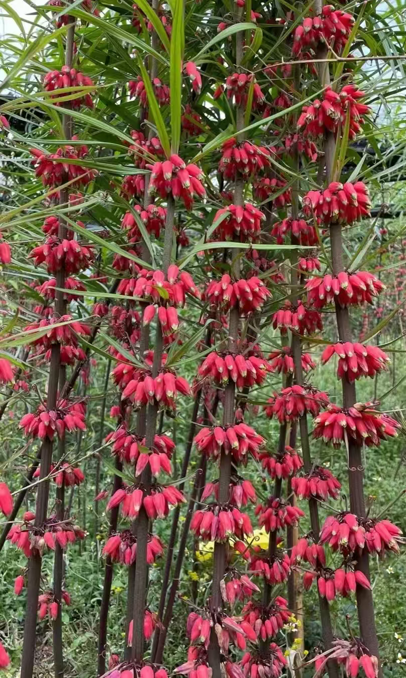 多花黄京盆栽植物