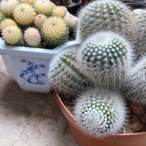 白芙蓉余温锦仙人球35米