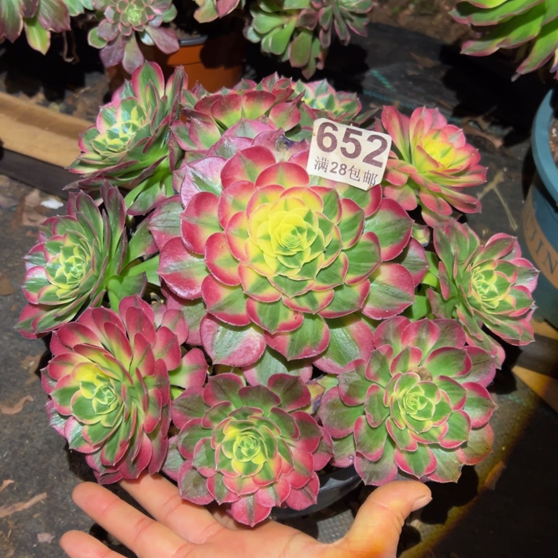 车***风多肉植物652海仙的