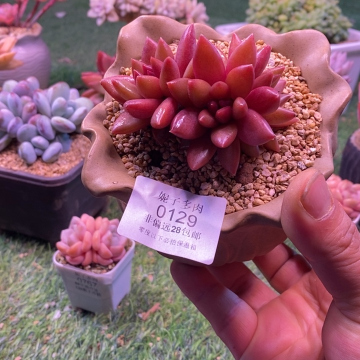 0129啊啊啊啊啊啊啊啊啊啊啊啊