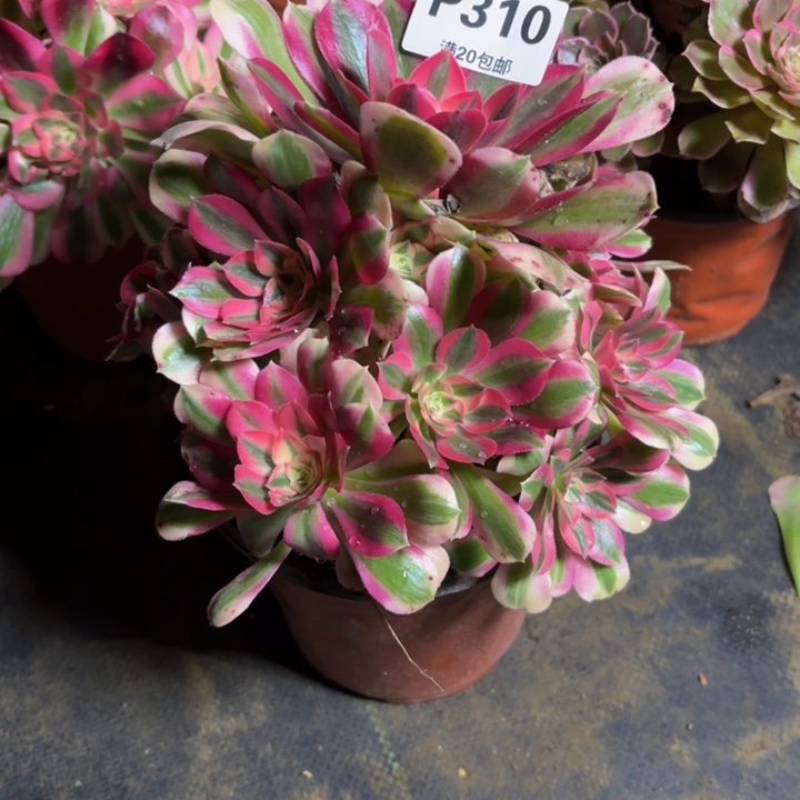 瑞妈，，。。。。310女巫，有断，