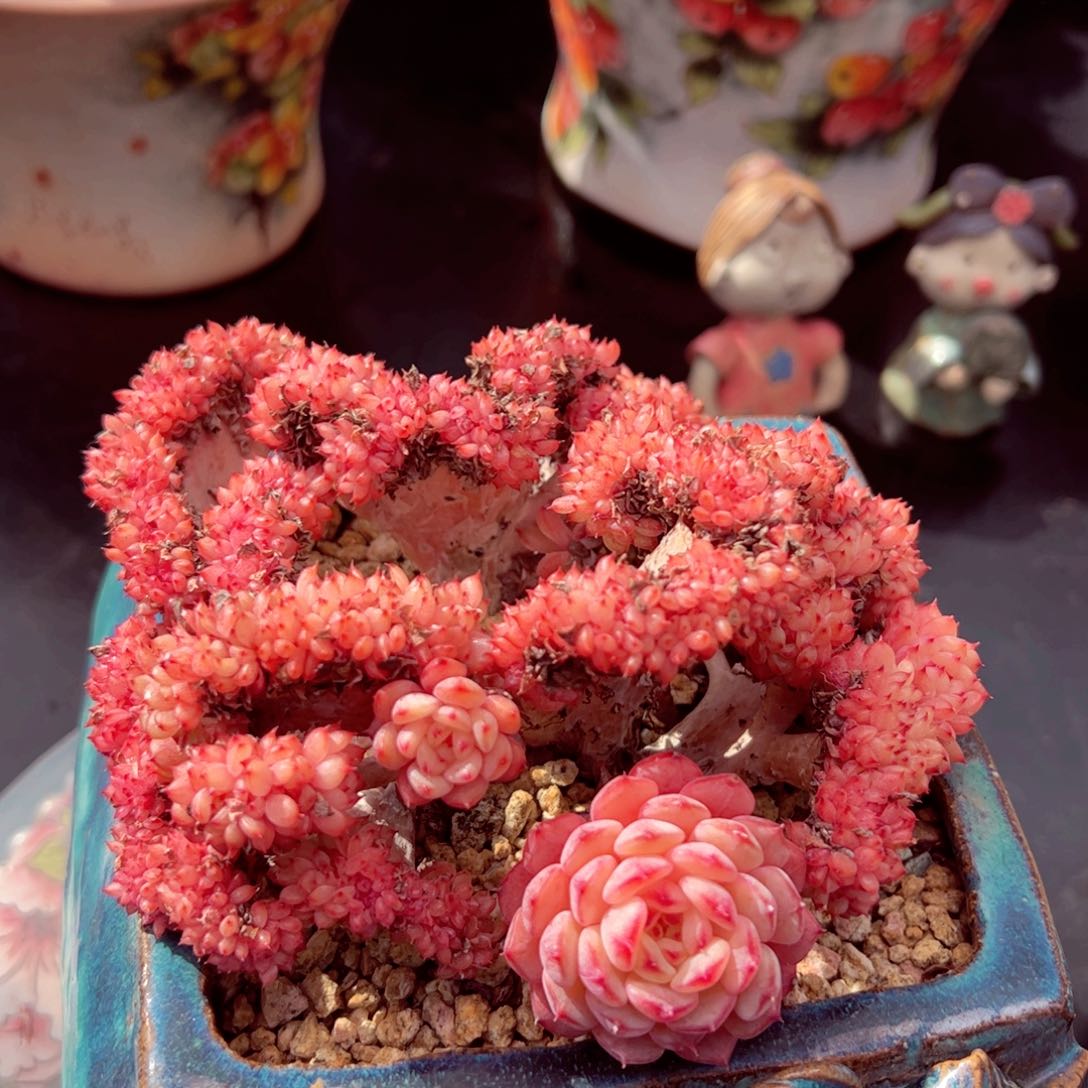 白胖子缀老桩韩货发货