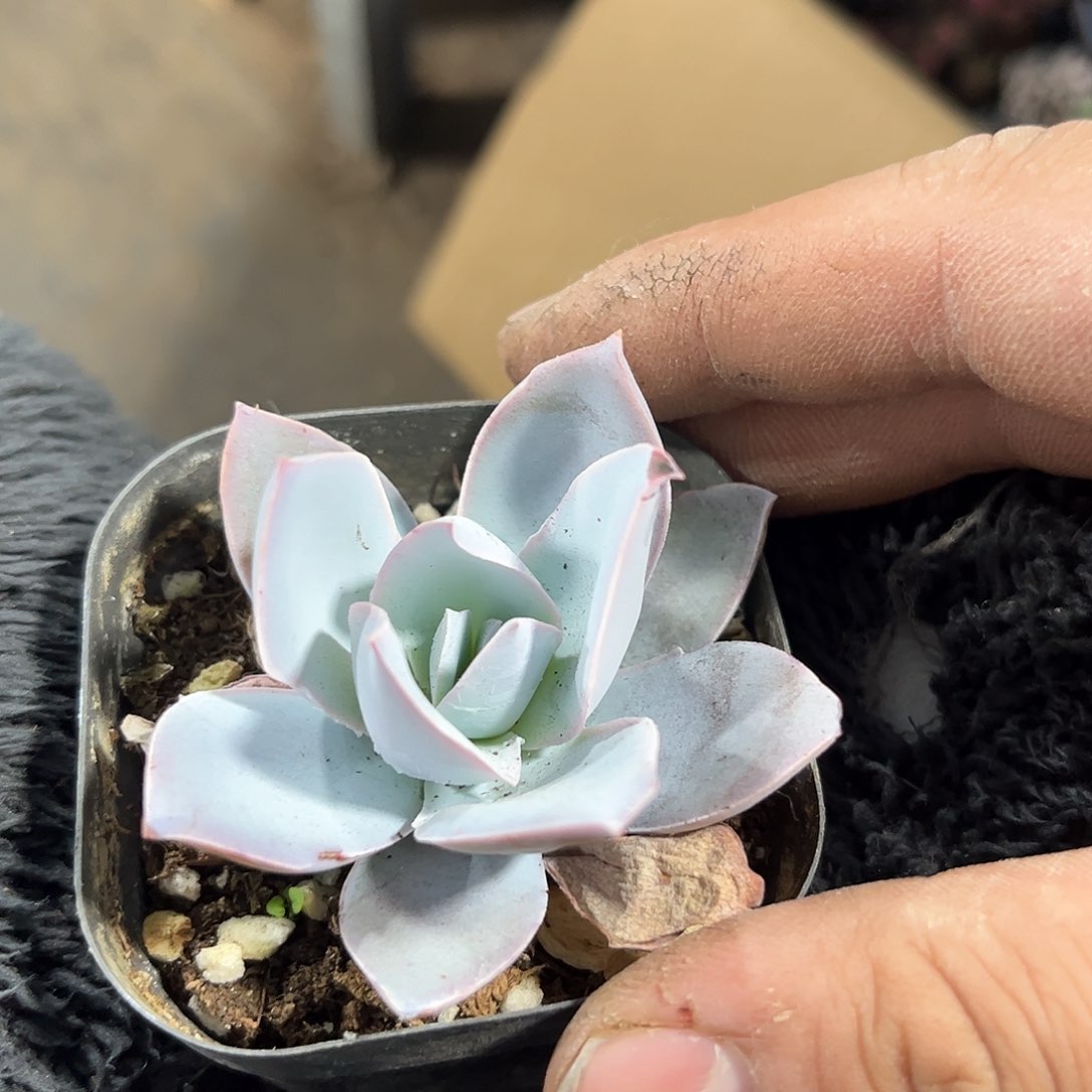 广寒宫单头发货有根发货