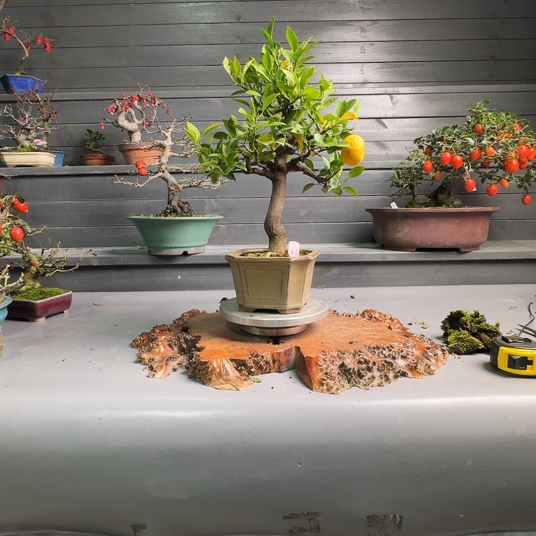 无花朵柠檬111211111