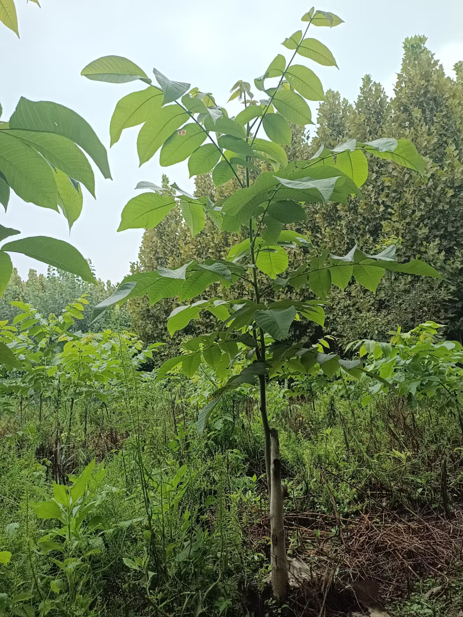 释迦果树地栽盆栽适合南方种植