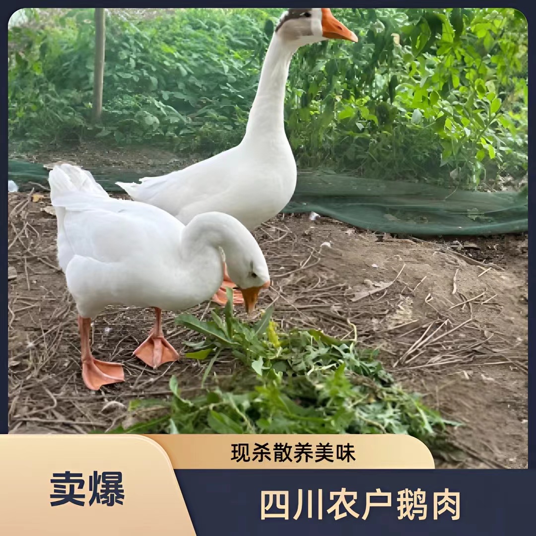四川农户家散养粮食老鹅（现场称 杀好不退）默认烧毛