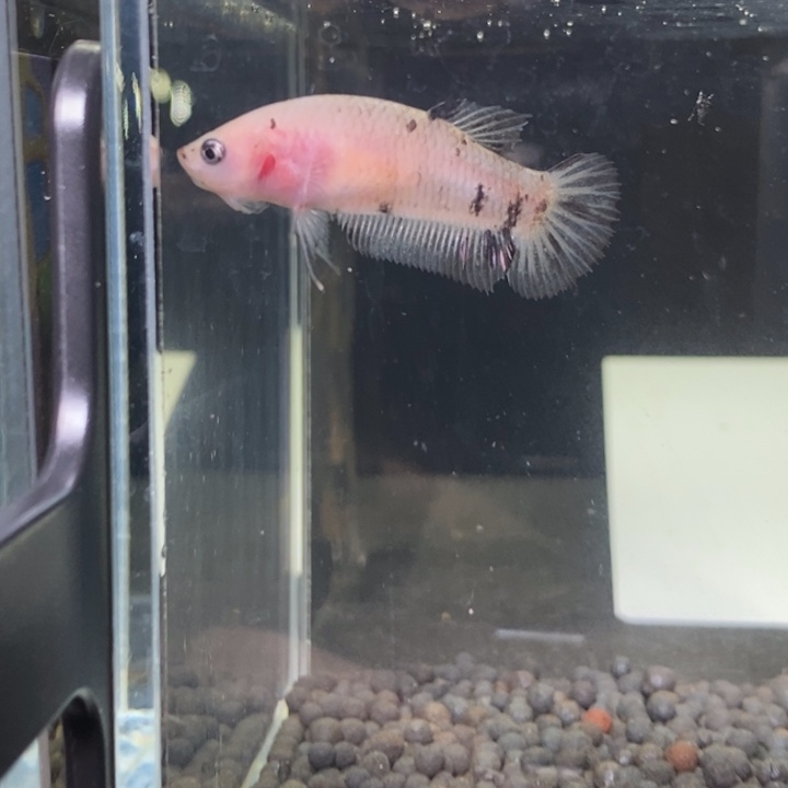 斗鱼泰国斗鱼73号