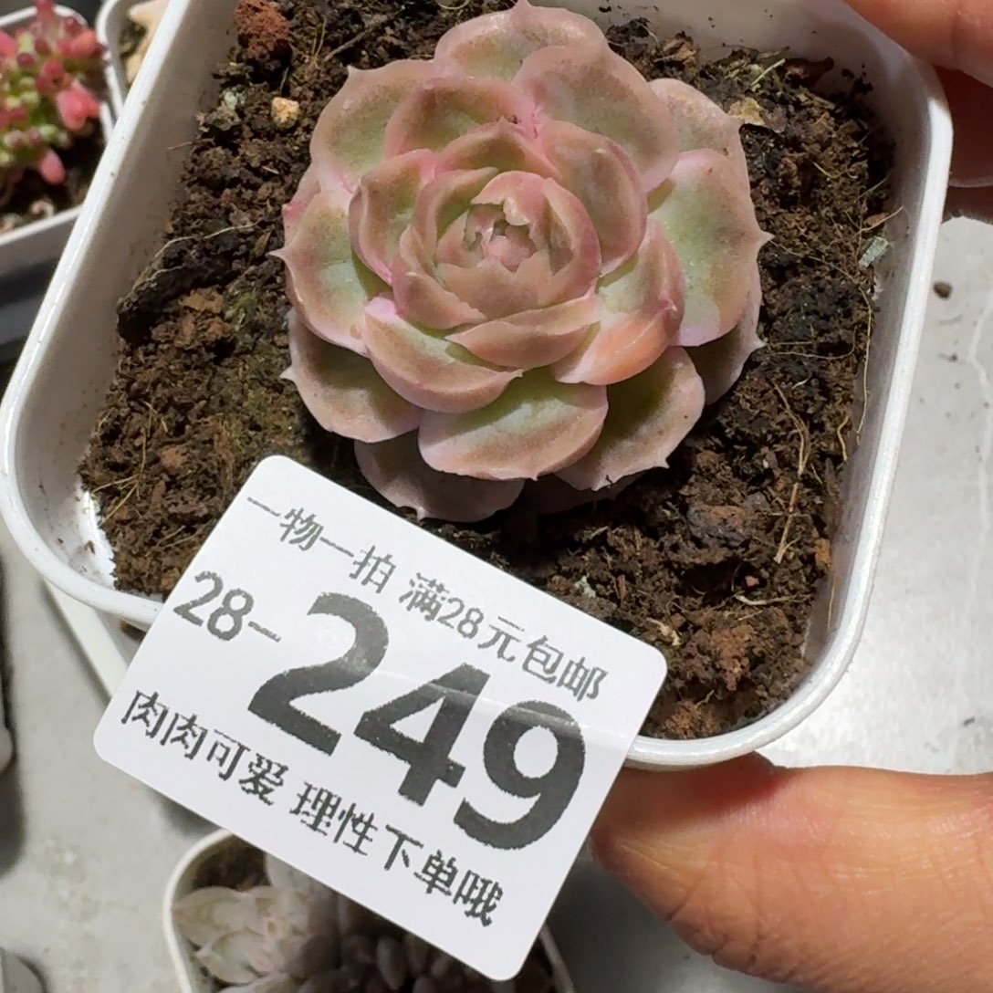 水晶虾饺无盆土发货呀