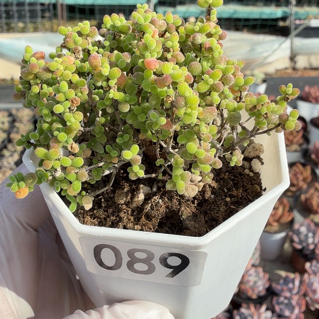 089蜜橘枝干番杏包邮