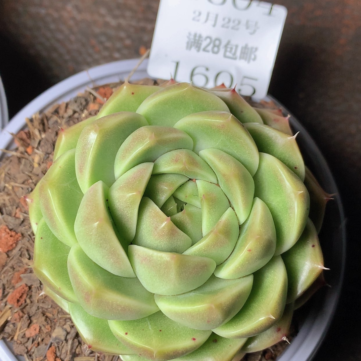 【闪购商品】云1605