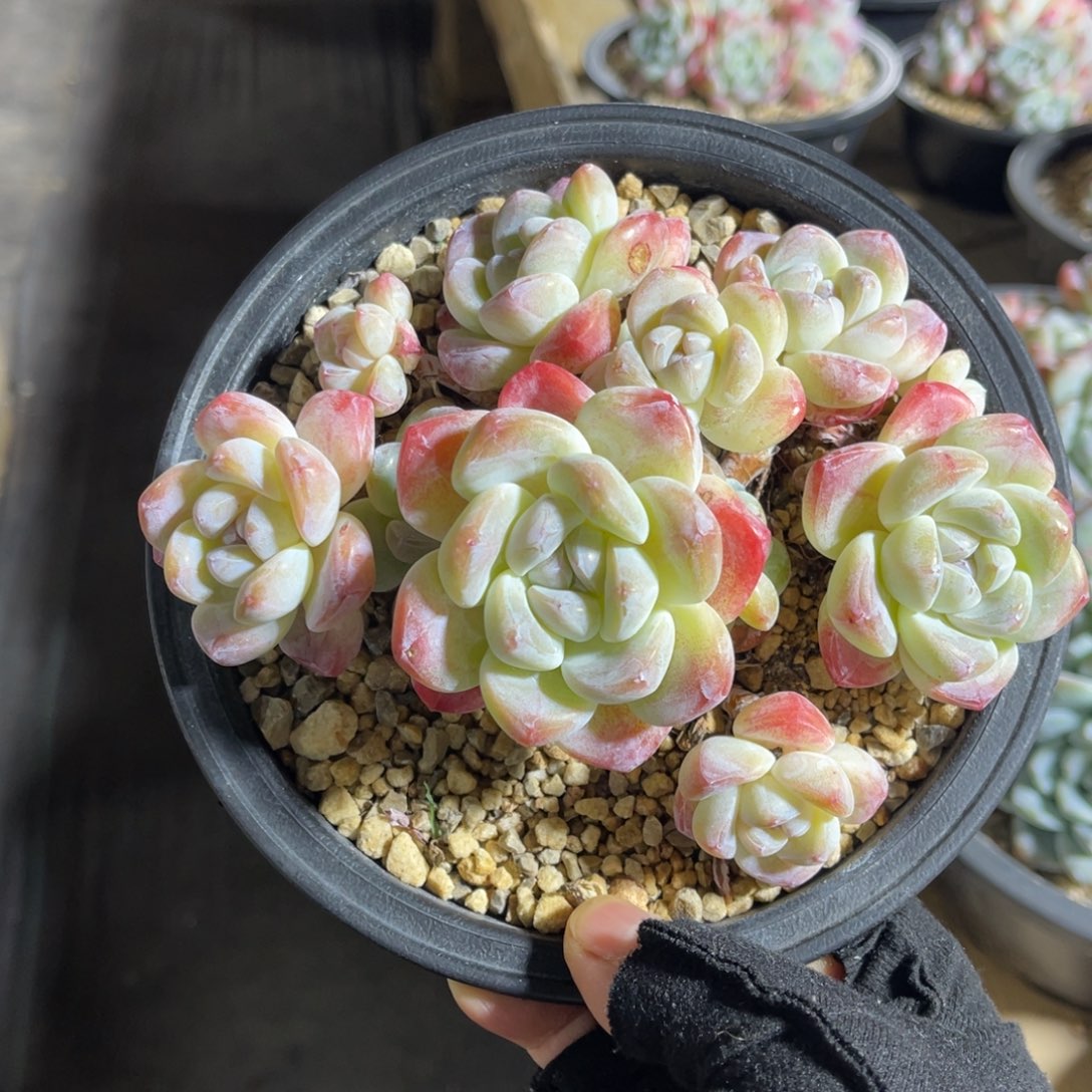 冰玉老桩 一物一拍不支持退换