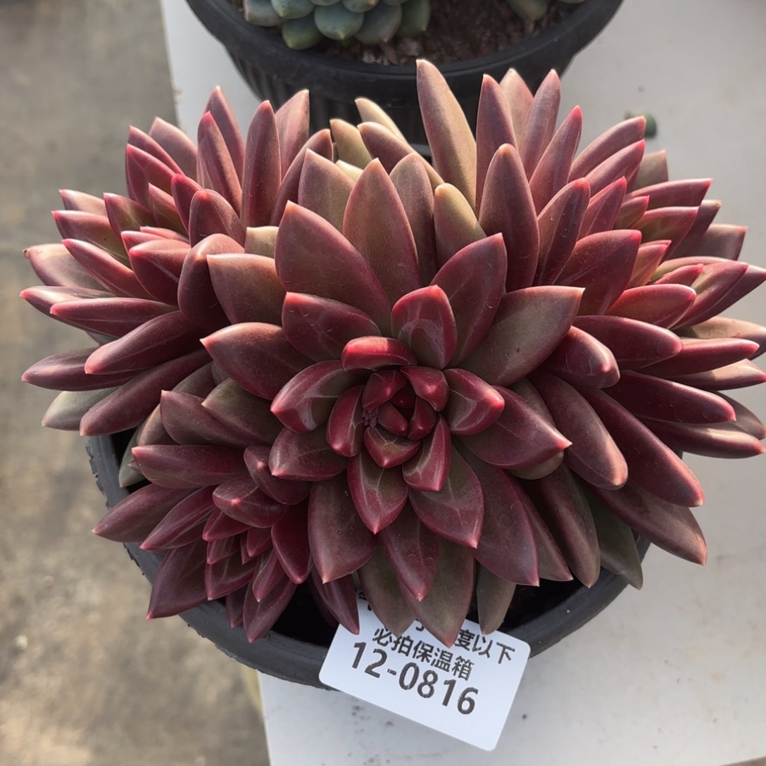 0816迷雾泡泡多肉植物