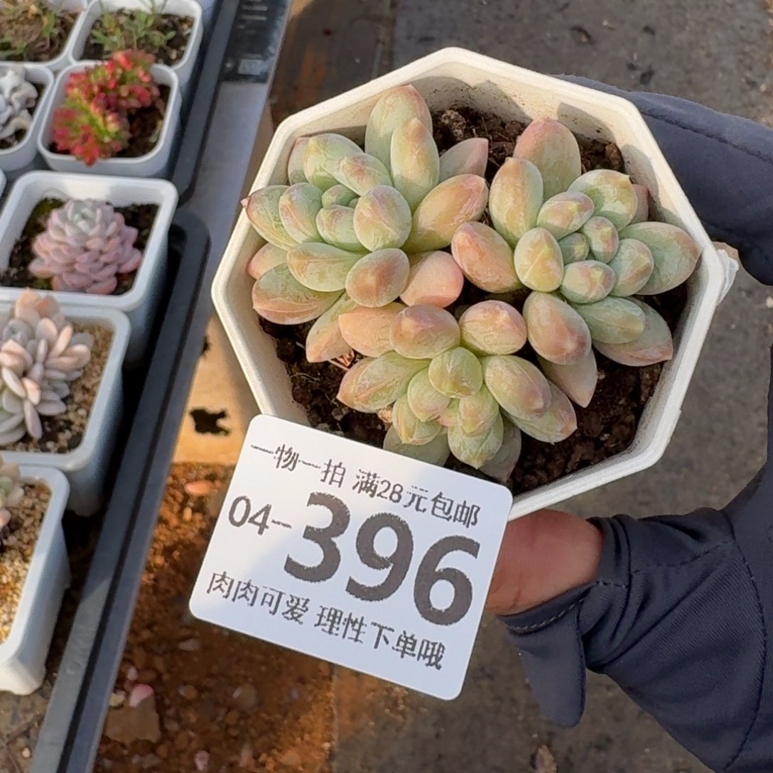 三色奶无盆土发货无