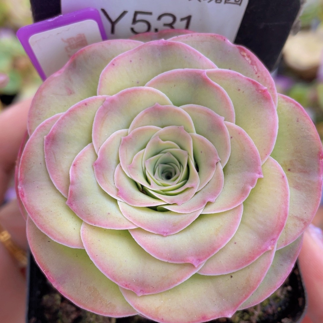 霓拉玫瑰多肉一物一拍531