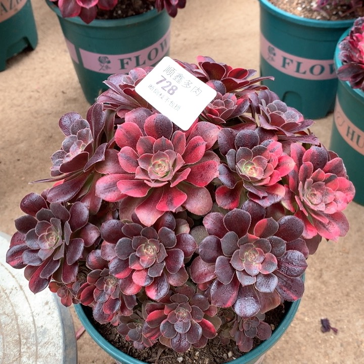 728绍修七彩多肉植物