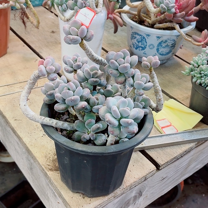 咖啡美人一物一拍多肉43号