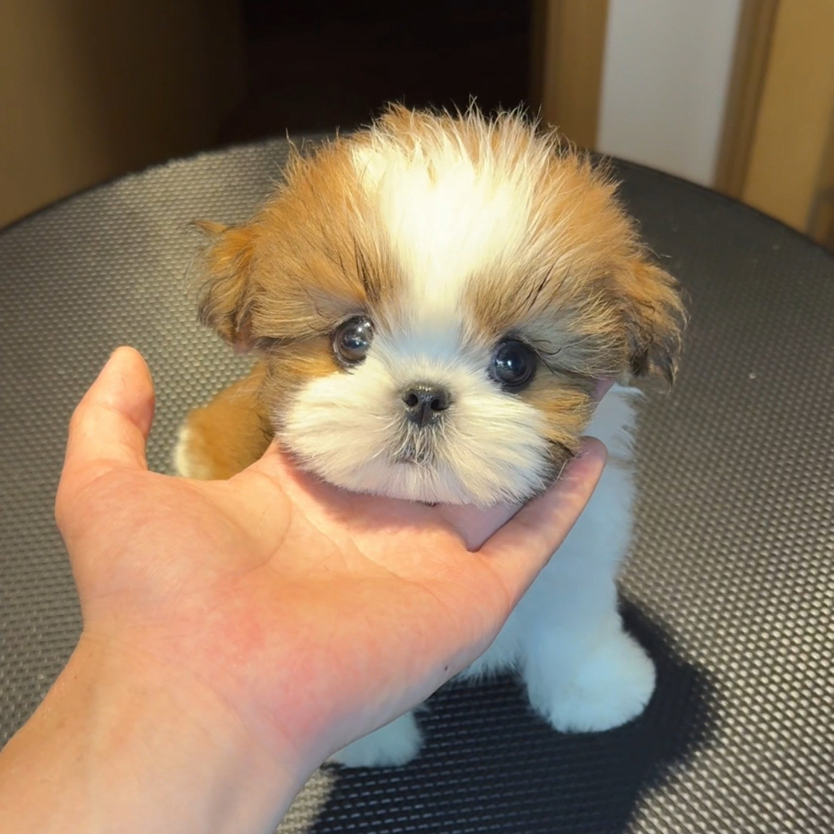 【1114号】  豆花 西施犬妹妹