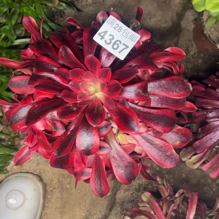 4367美杜莎多肉植物