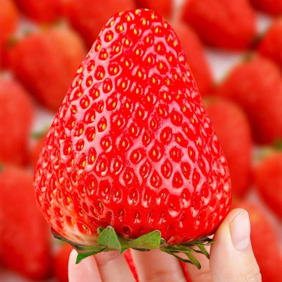 平安【顺丰包邮】四川大凉山露天草莓新鲜现摘孕妇水果非丹东九九