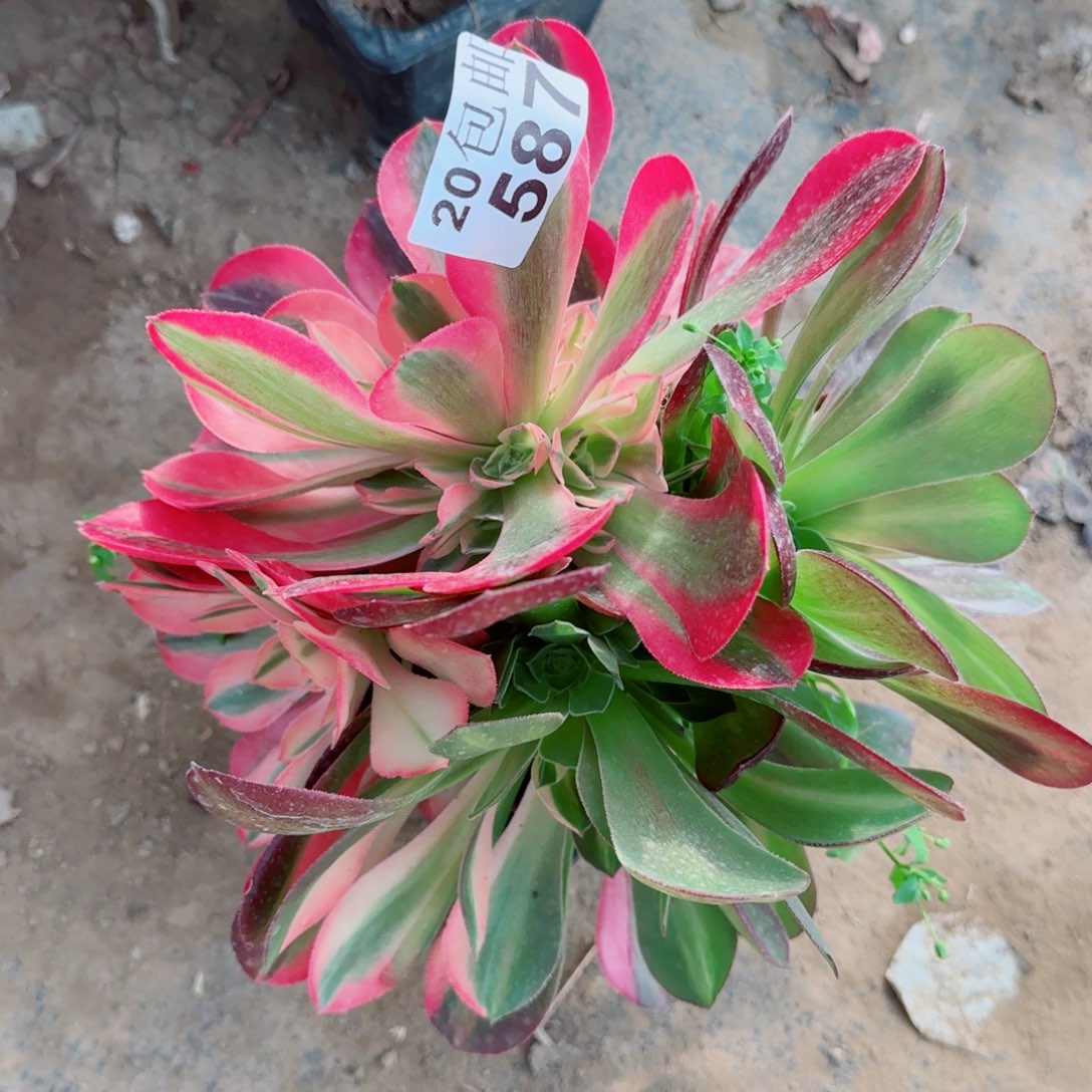 香妃阴阳多肉587满20包邮断枝不包