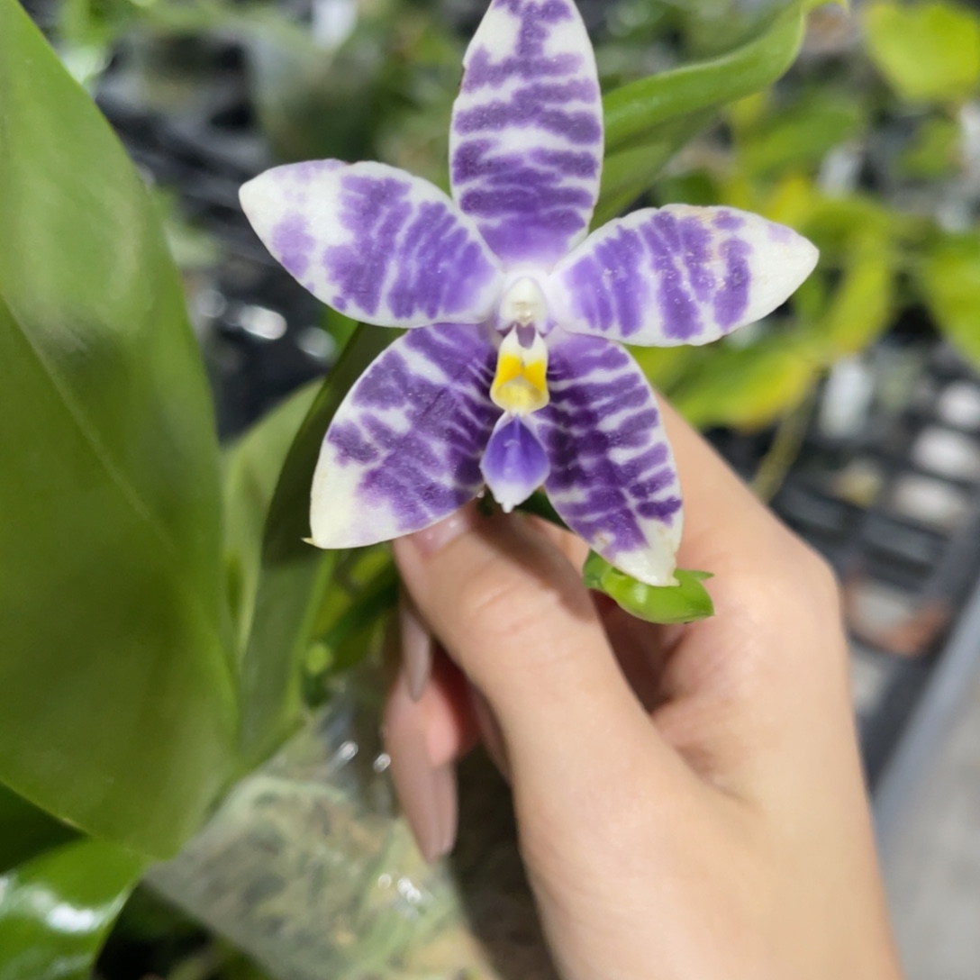 完全开放柳林3512