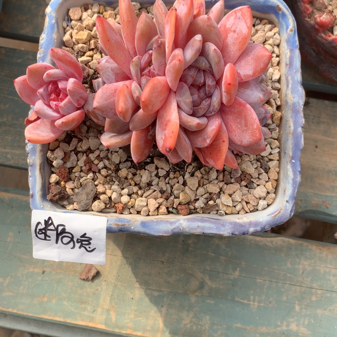 无花朵嘿哈哈哈哈哈哈哈哈哈