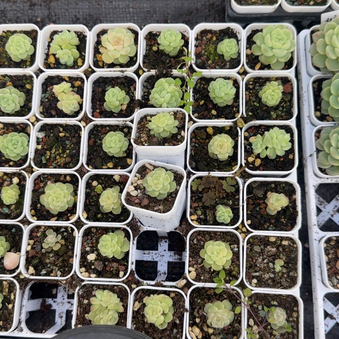 无尽灯盆5床一个满25包邮