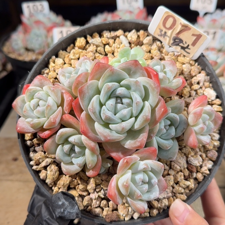 071号冰玉群生老桩9+3头