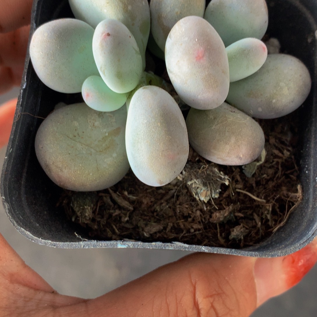 鸡蛋奶酪双头 （不满9.99发叶子）