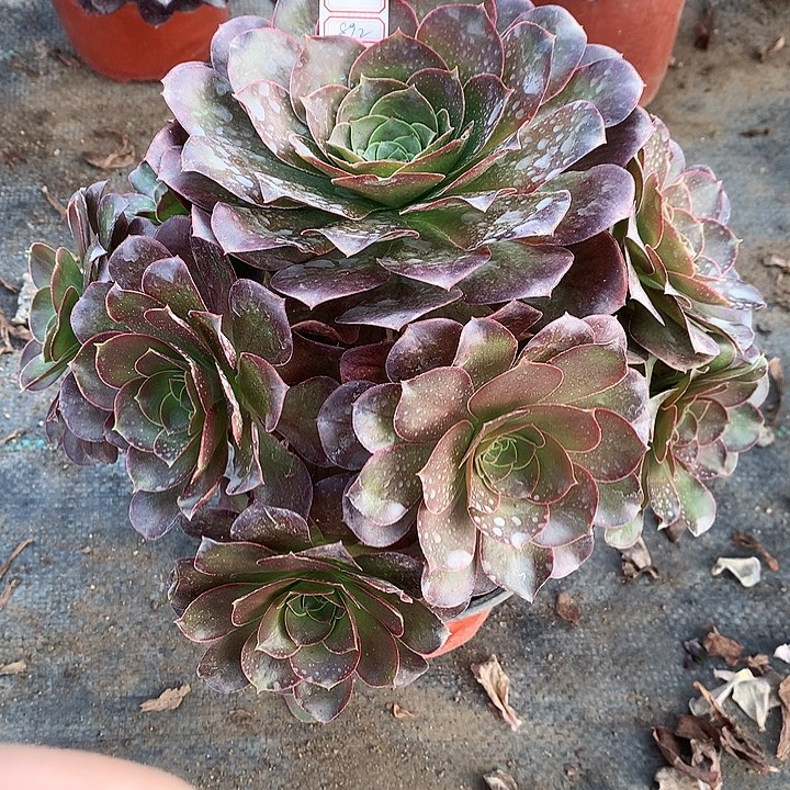 892魅金多肉植物