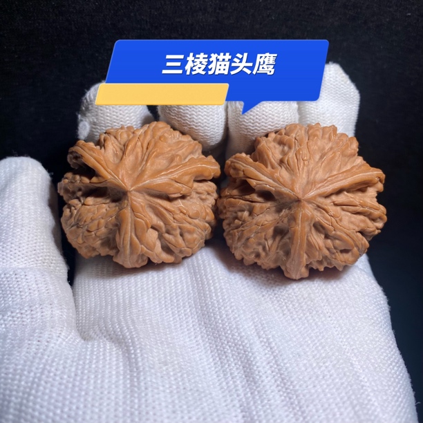 三棱猫头鹰 全品高配 全品御龙粗筋品种 骨质皮色维美 可遇不可求