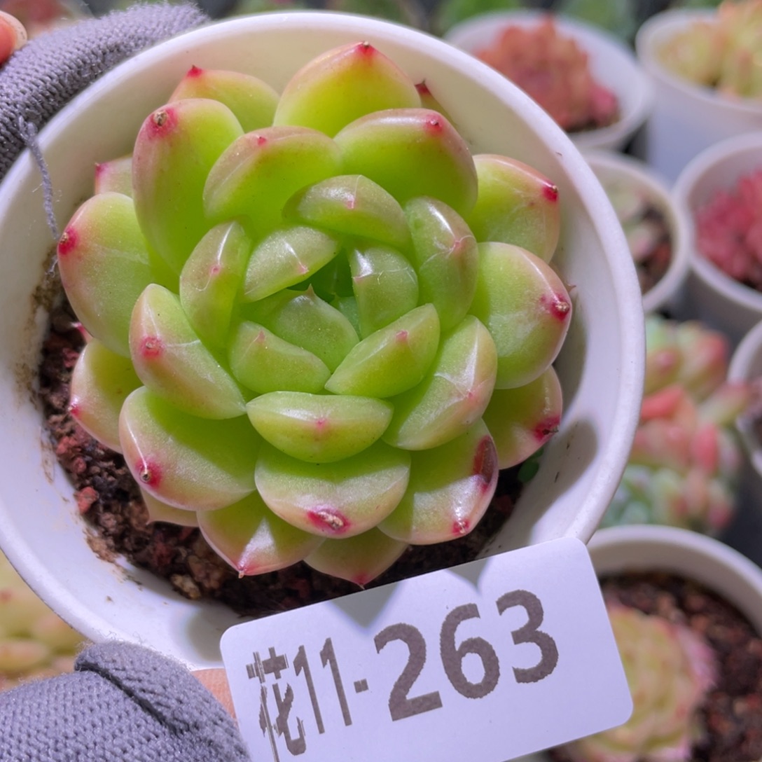 花利美11-263新品