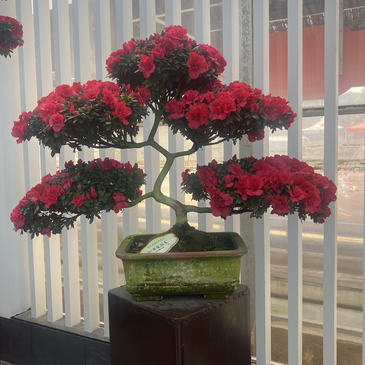 游龙造型杜鹃花满树花苞四季常青四季开花一物一拍一颗