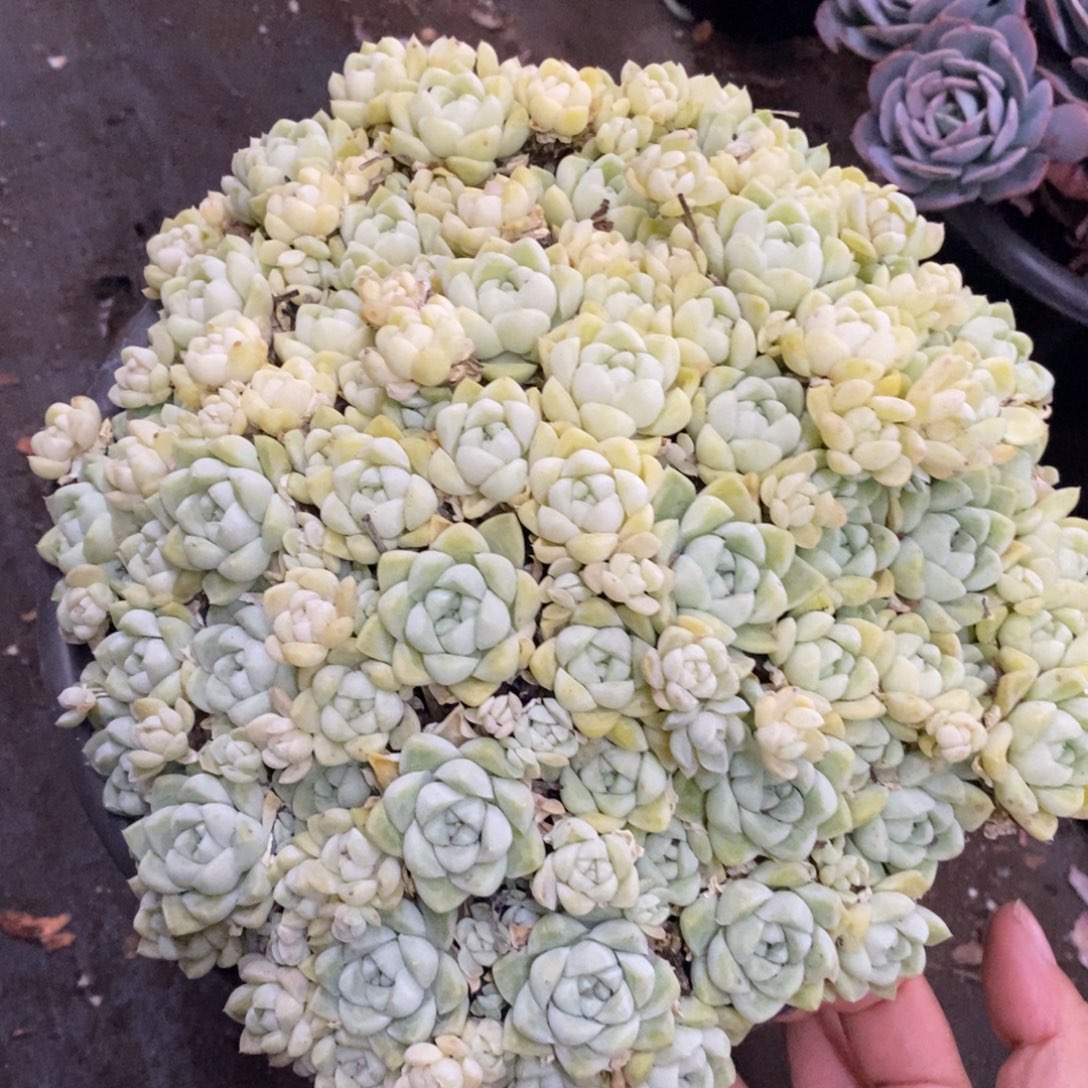 厚叶月影大盆整桩带盆土