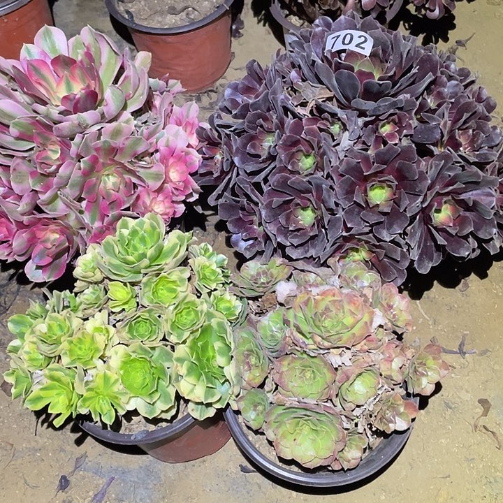 ﹍****︶多肉植物断枝不包702法师4颗