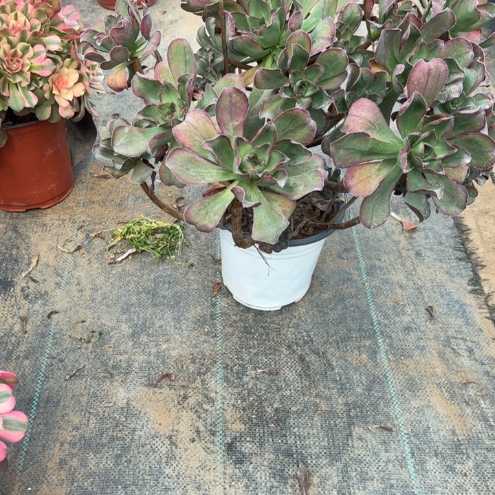 47红富士多肉多肉