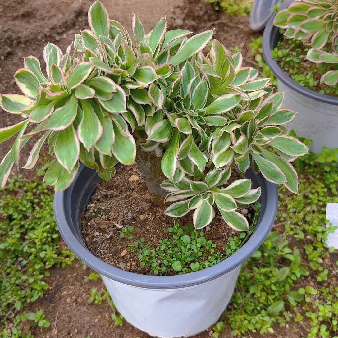 燕子锦枝多肉植物