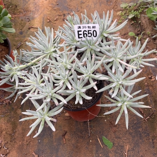 时***声650爱度莉不包断枝