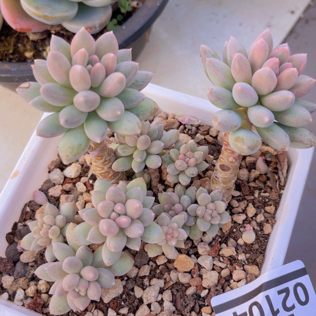 象牙奶02104多肉植物