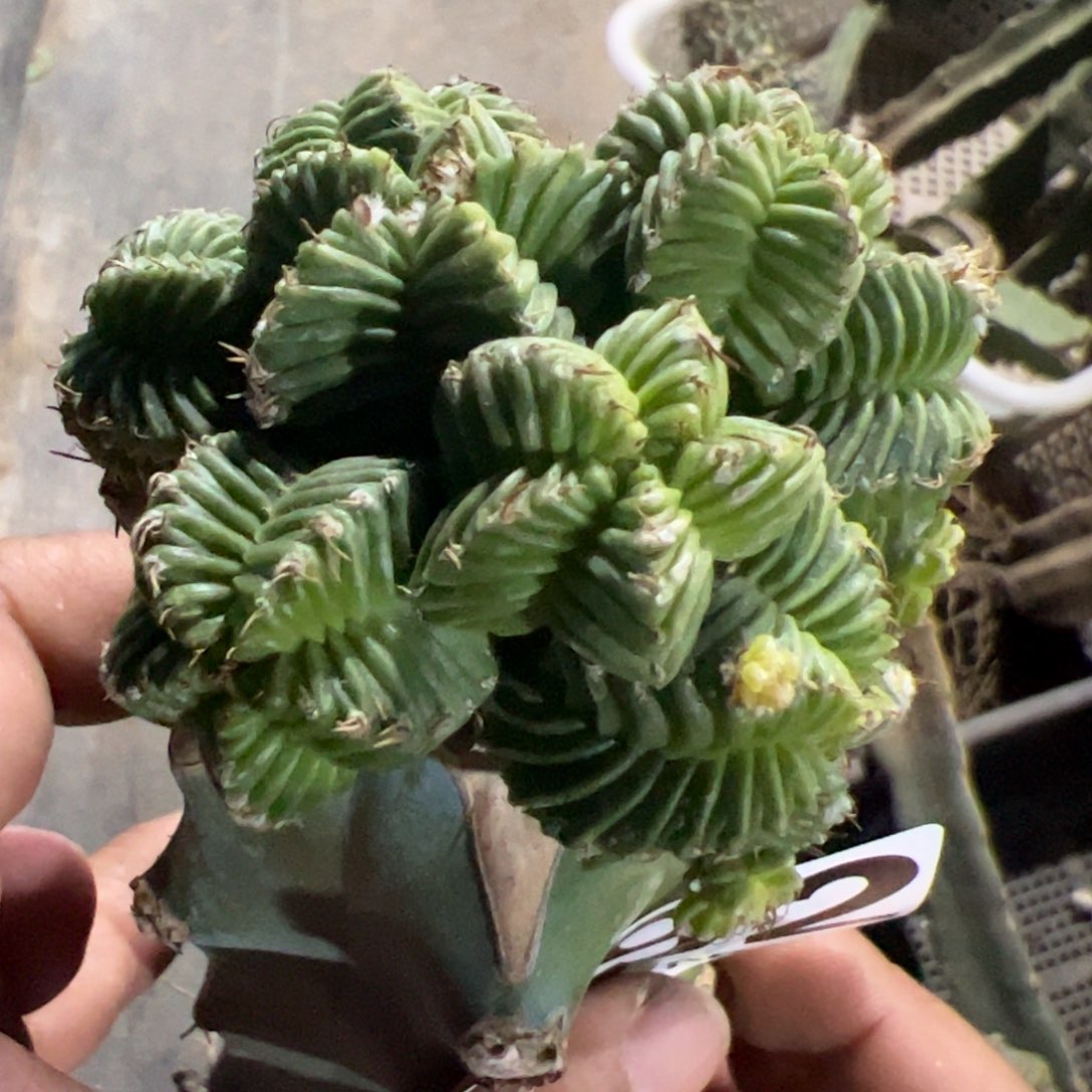 五星花笼群仙人球092