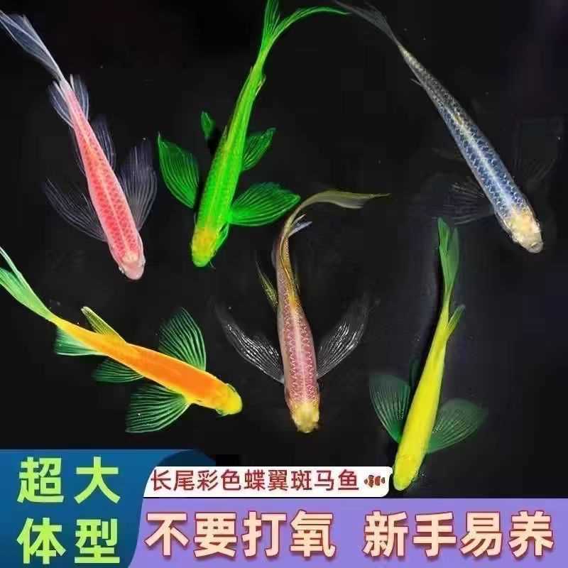 蝶翼斑马鱼长尾长鳍热带淡水观赏鱼好养活小型活体宠物