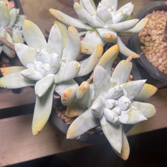 海星拇指～一物一拍7353