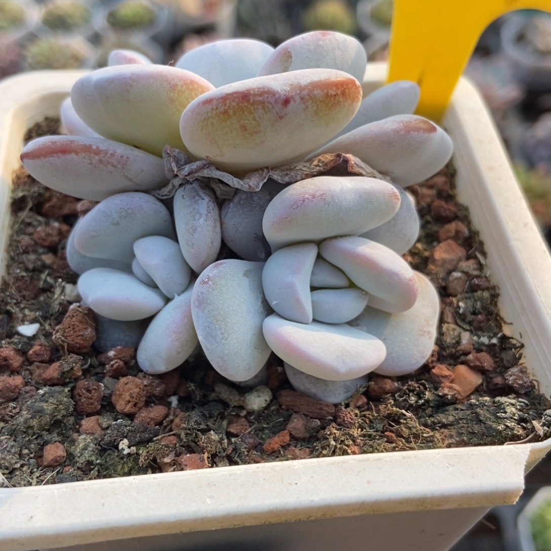 6109雪莲多肉植物多肉